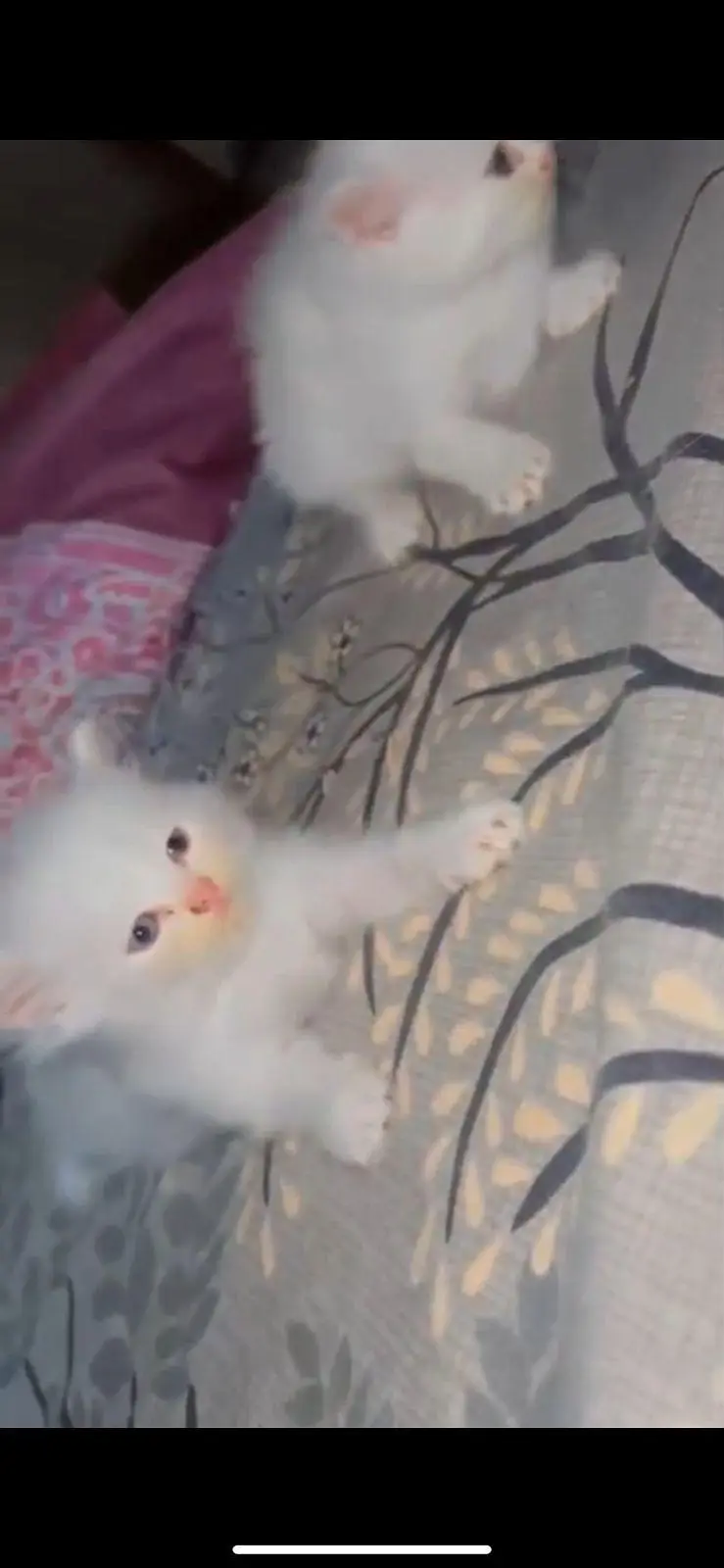 Pure Persian White Kitten for Sale | Home Breed | Male — photo 3