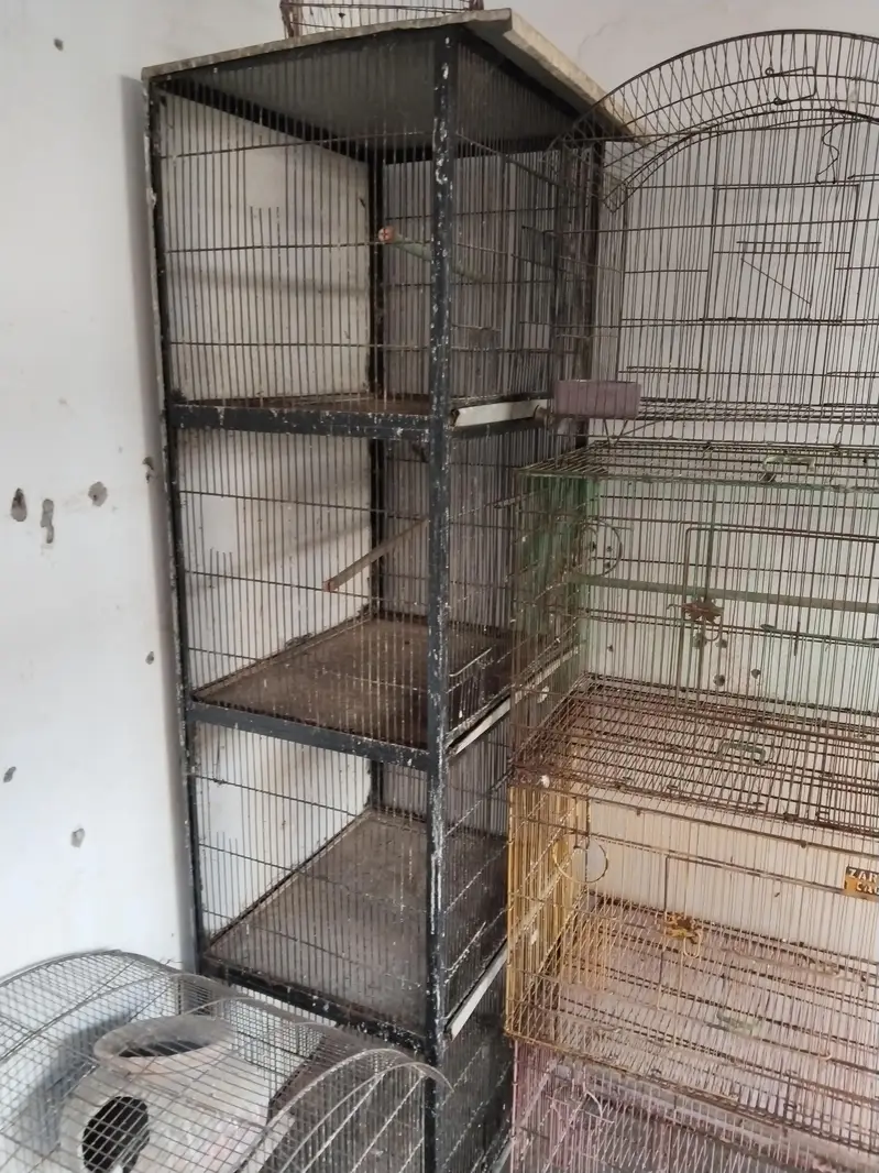 cage available 10 by 8 condition 3 pice  cage hay 4 portions  cage — photo 5