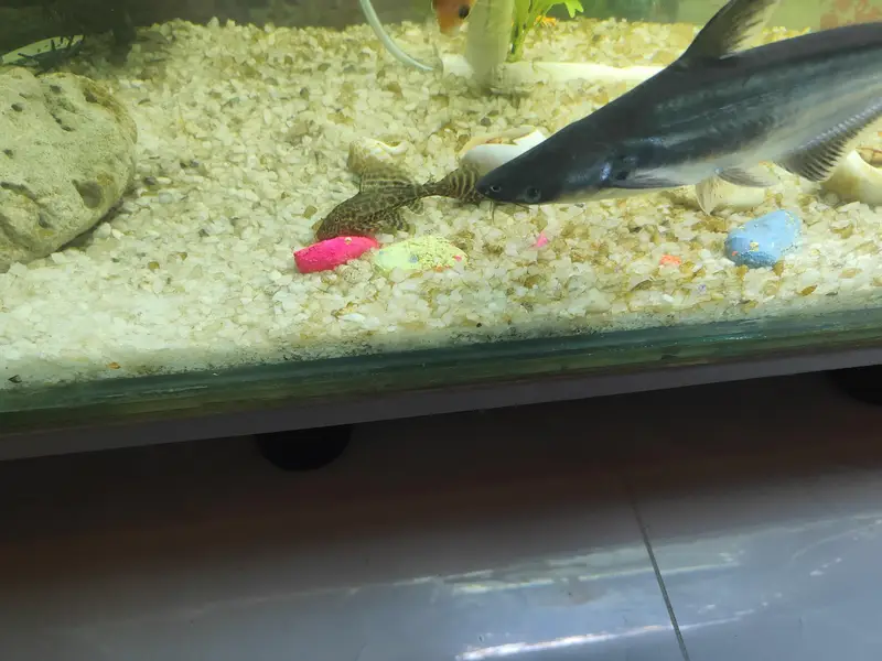 10 inches and 8 Inches Black Sharqs Pair — photo 2