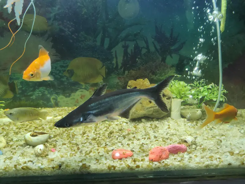 10 inches and 8 Inches Black Sharqs Pair — photo 9