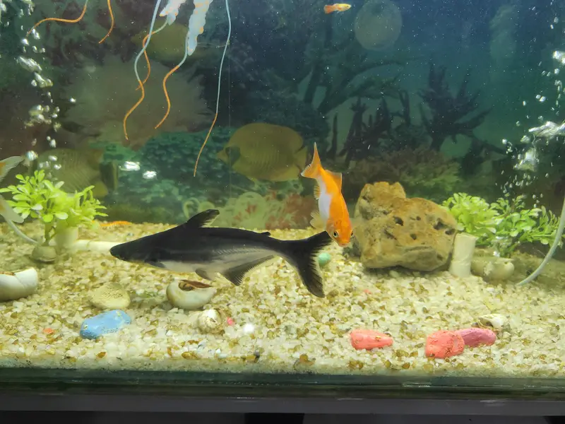 10 inches and 8 Inches Black Sharqs Pair — photo 10