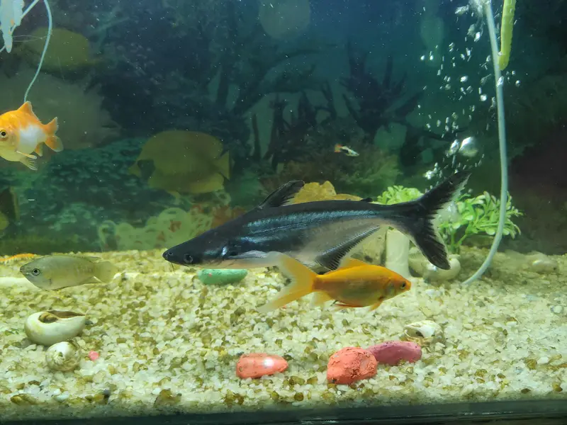 10 inches and 8 Inches Black Sharqs Pair — photo 12