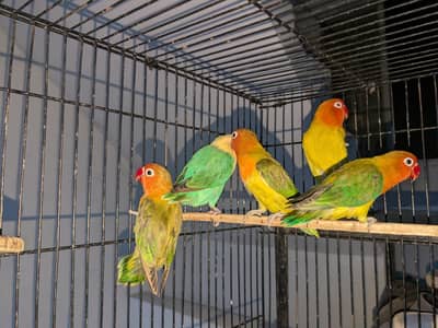 love birds pale fallow breeder pair