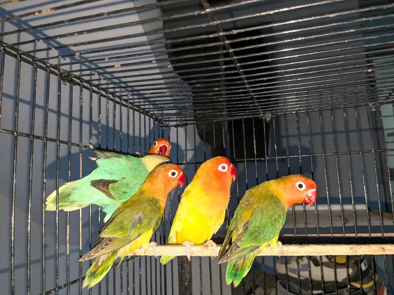 love birds pale fallow breeder pair — photo 3