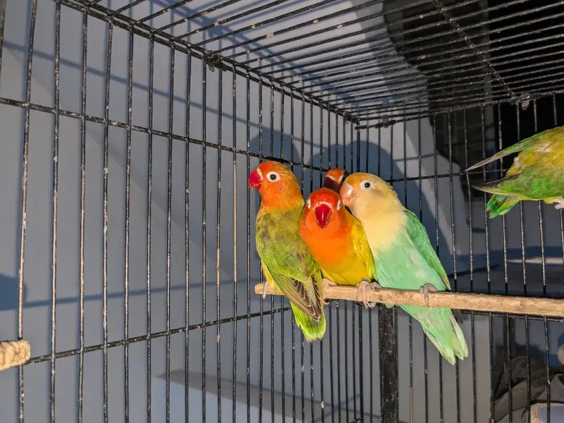 love birds pale fallow breeder pair — photo 4