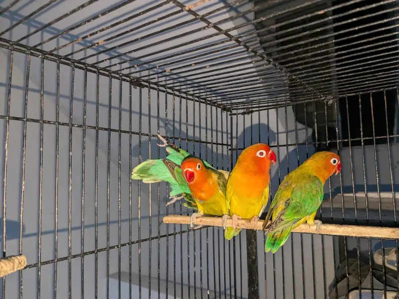 love birds pale fallow breeder pair — photo 5
