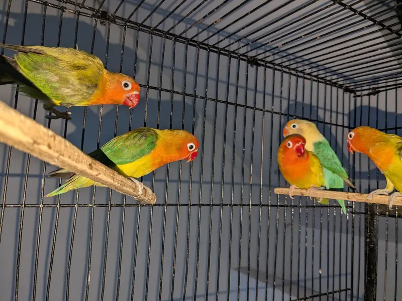 love birds pale fallow breeder pair — photo 6
