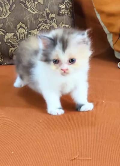 Top Quality Calico Persian kitten Long Coat