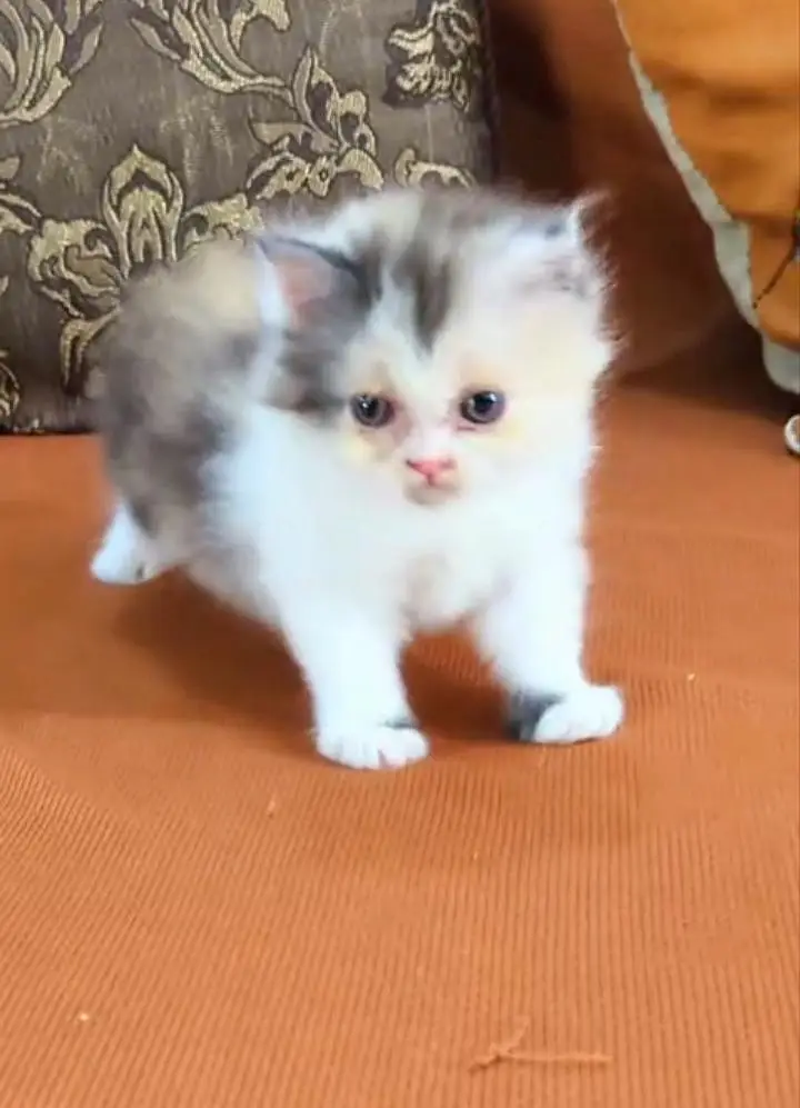 Top Quality Calico Persian kitten Long Coat