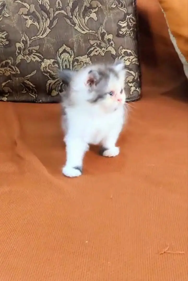 Top Quality Calico Persian kitten Long Coat — photo 2