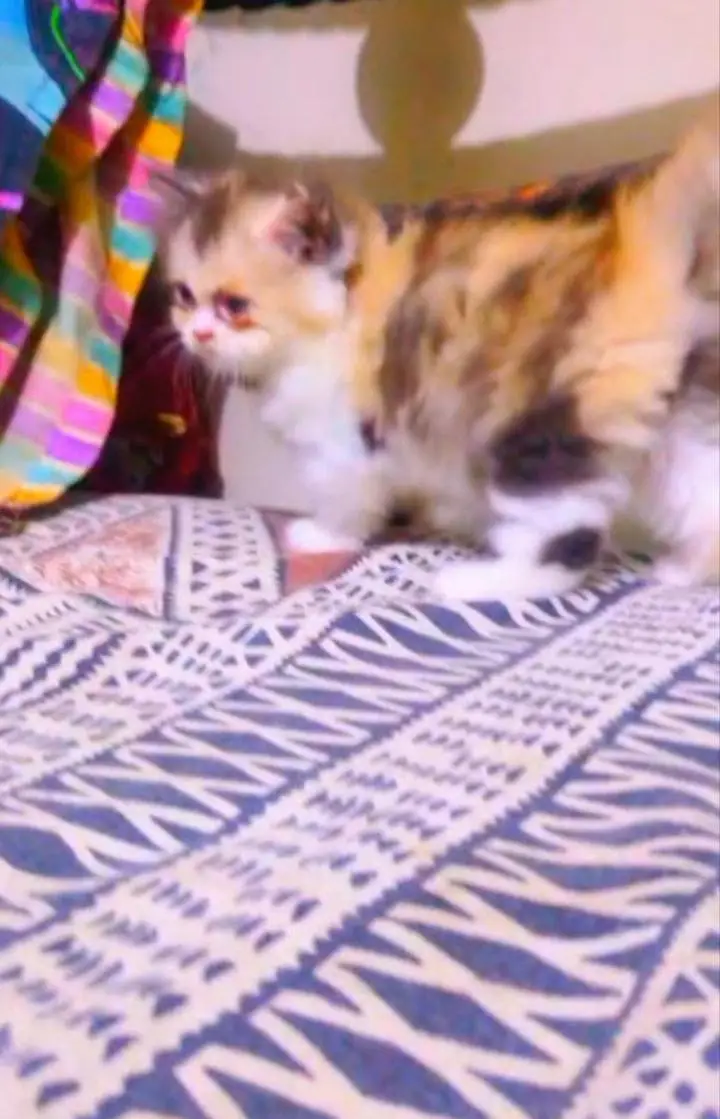 Top Quality Calico Persian kitten Long Coat — photo 3