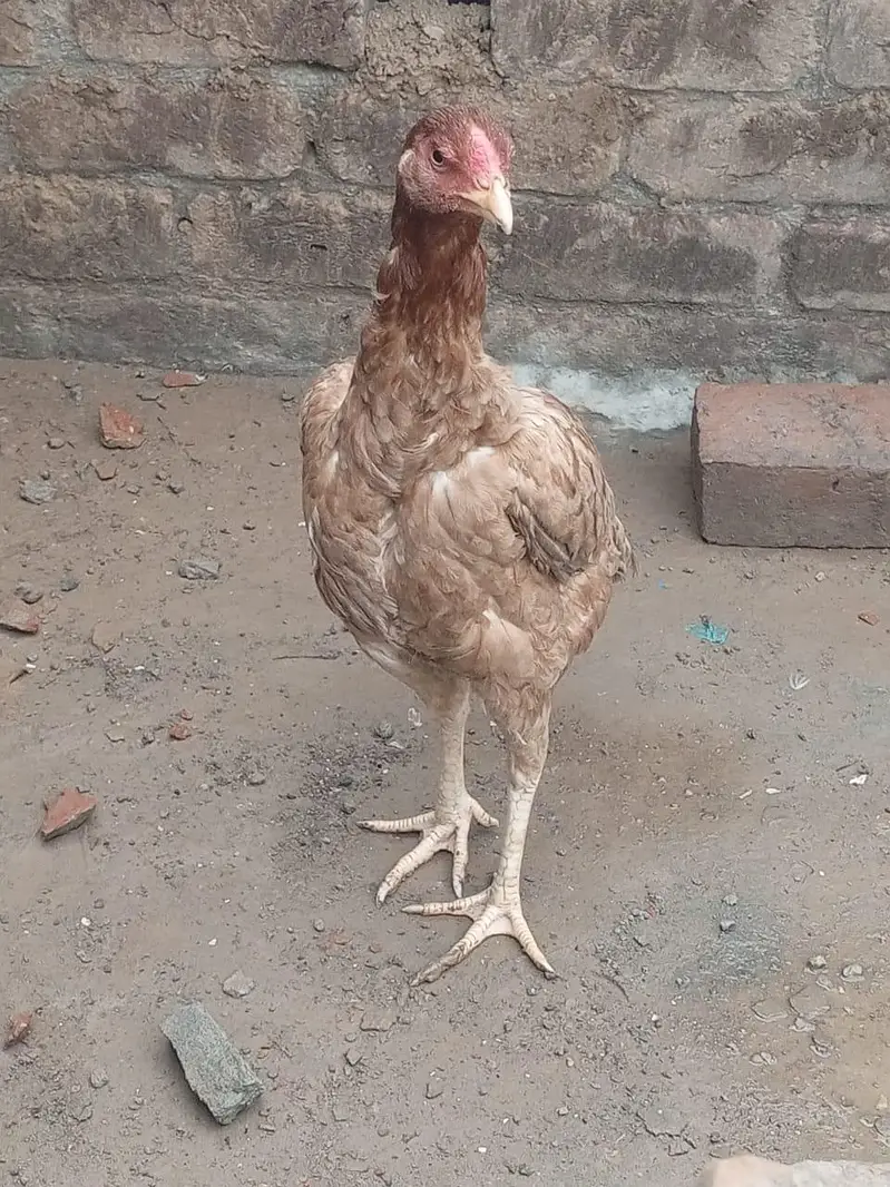 aseel murgi — photo 2