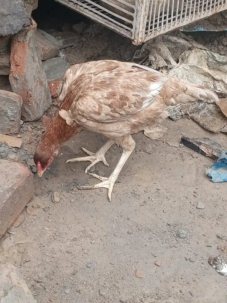 aseel murgi — photo 3
