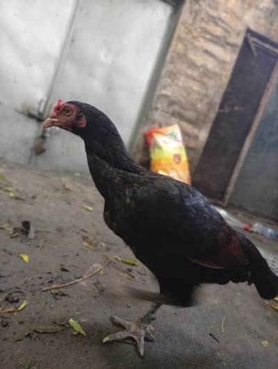 aseel hen for sell egg laying. . healthy and friendly