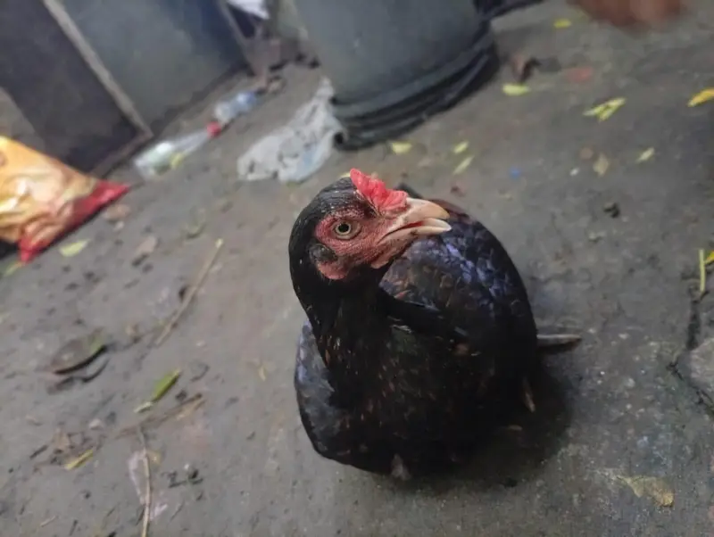 aseel hen for sell egg laying. . healthy and friendly — photo 2