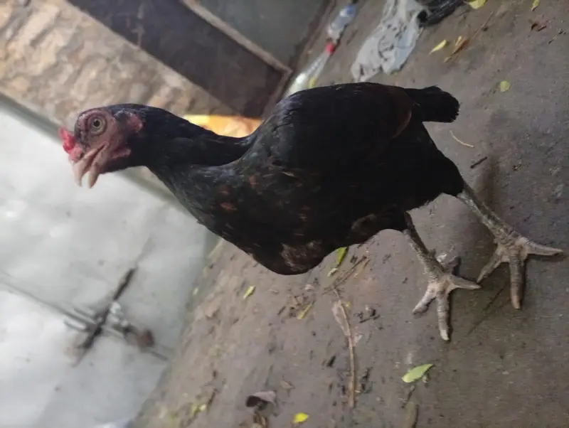 aseel hen for sell egg laying. . healthy and friendly — photo 3