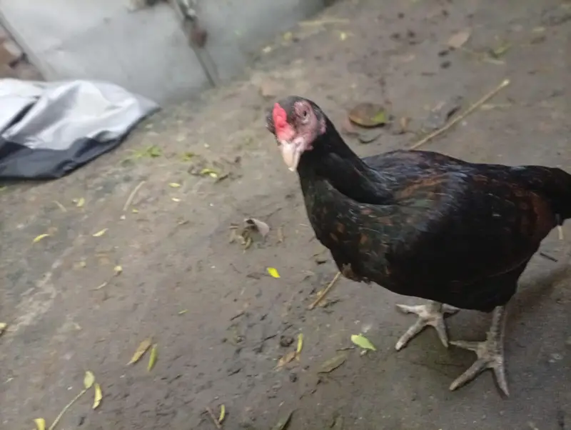 aseel hen for sell egg laying. . healthy and friendly — photo 4