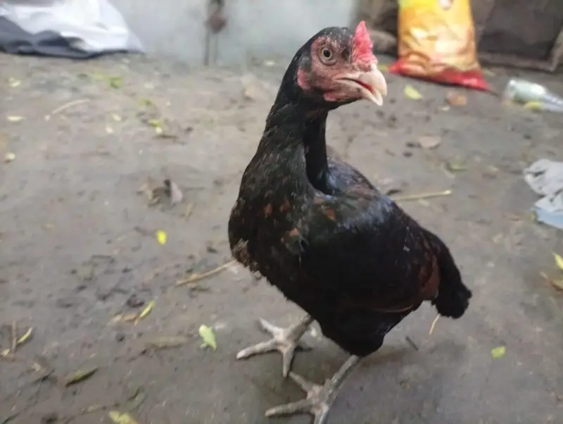 aseel hen for sell egg laying. . healthy and friendly — photo 5