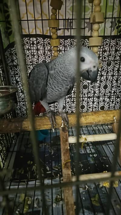 African Grey Young Pair