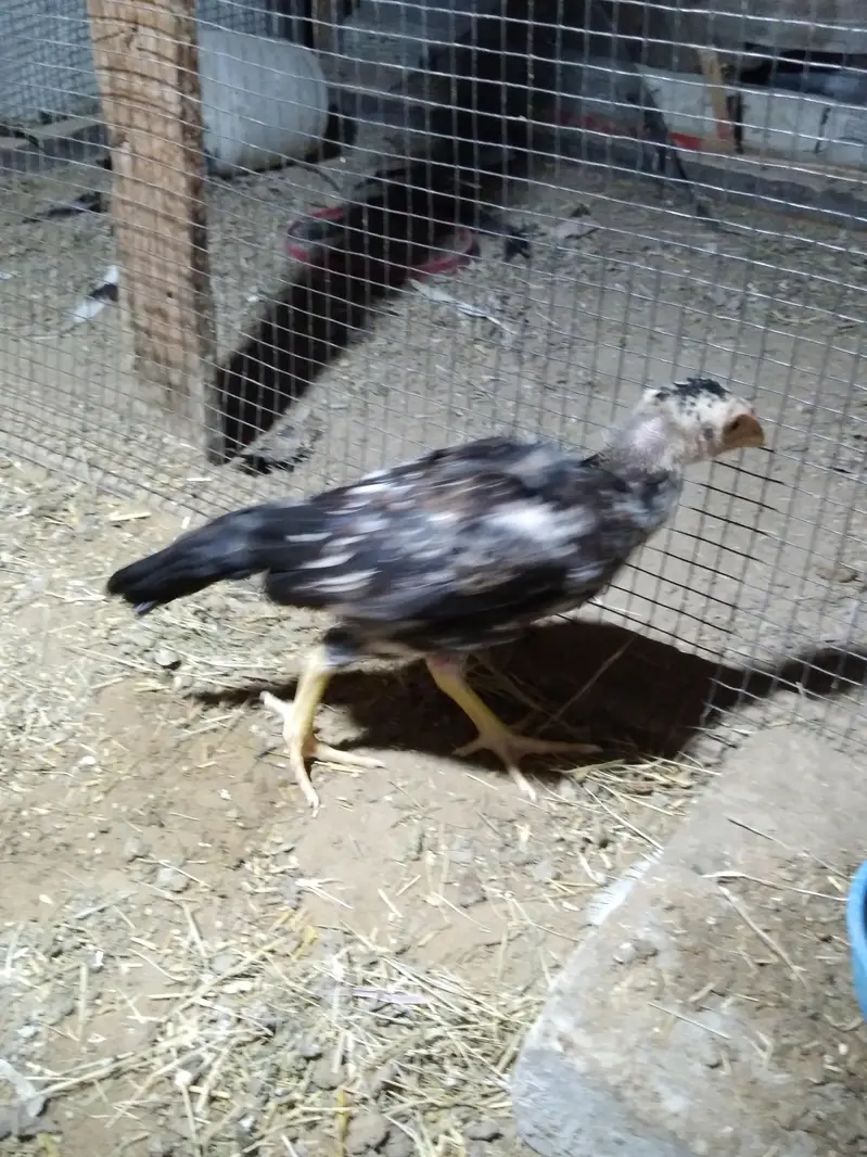 mianwali aseel top quality choti choche wala — photo 2