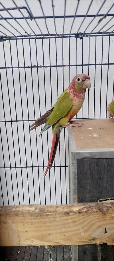 Pineapple Conure Male with DNA certificate