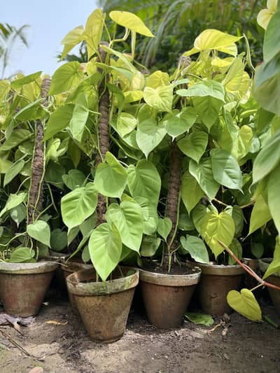 Croton Plant (Codiaeum variegatum)