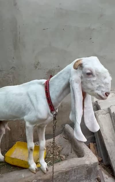 gulabi females for sale 3 month baby goats
