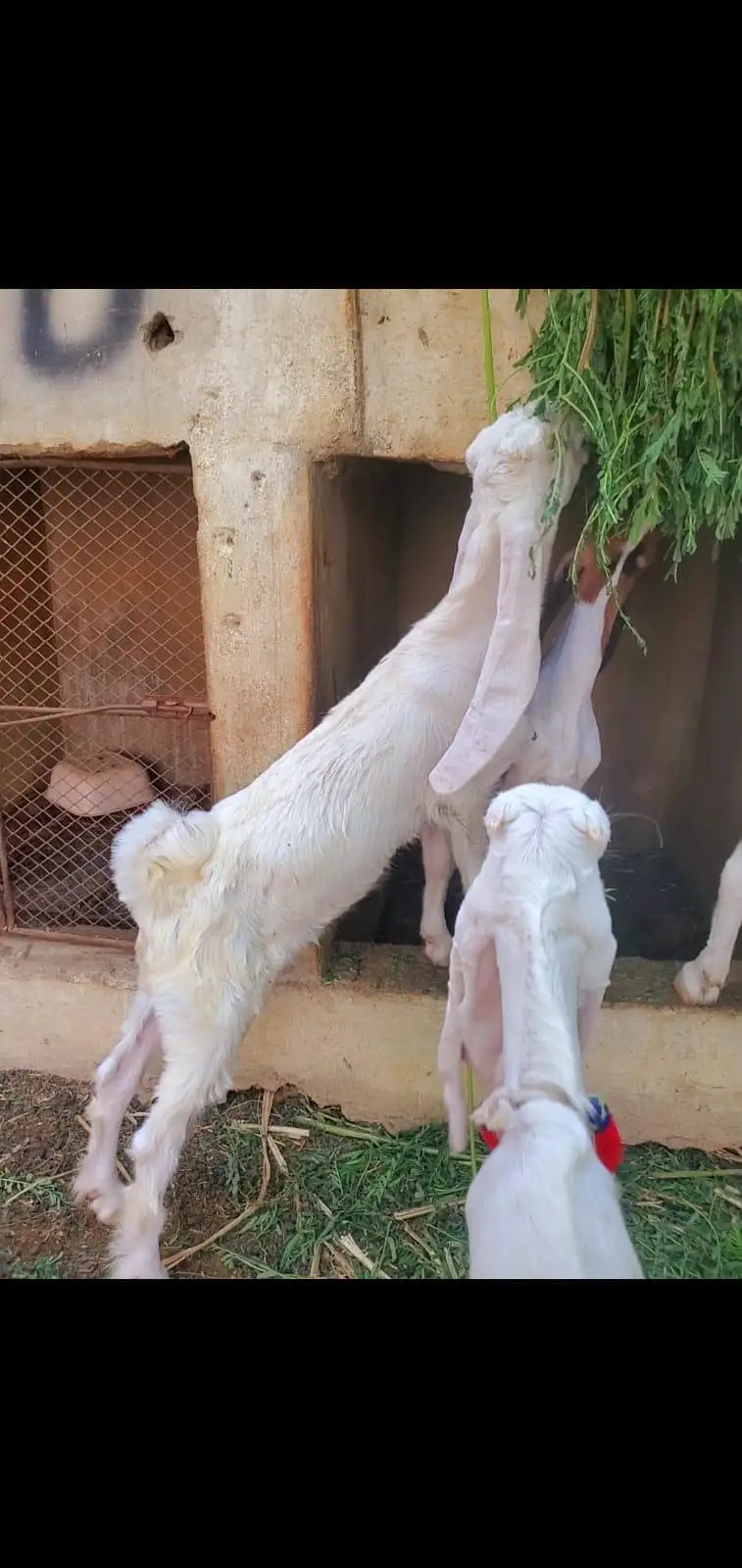 gulabi females for sale 3 month baby goats — photo 2