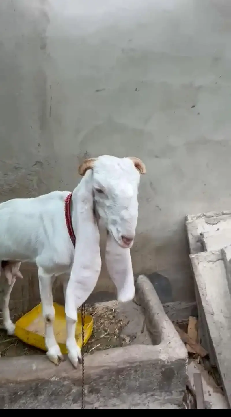 gulabi females for sale 3 month baby goats — photo 3
