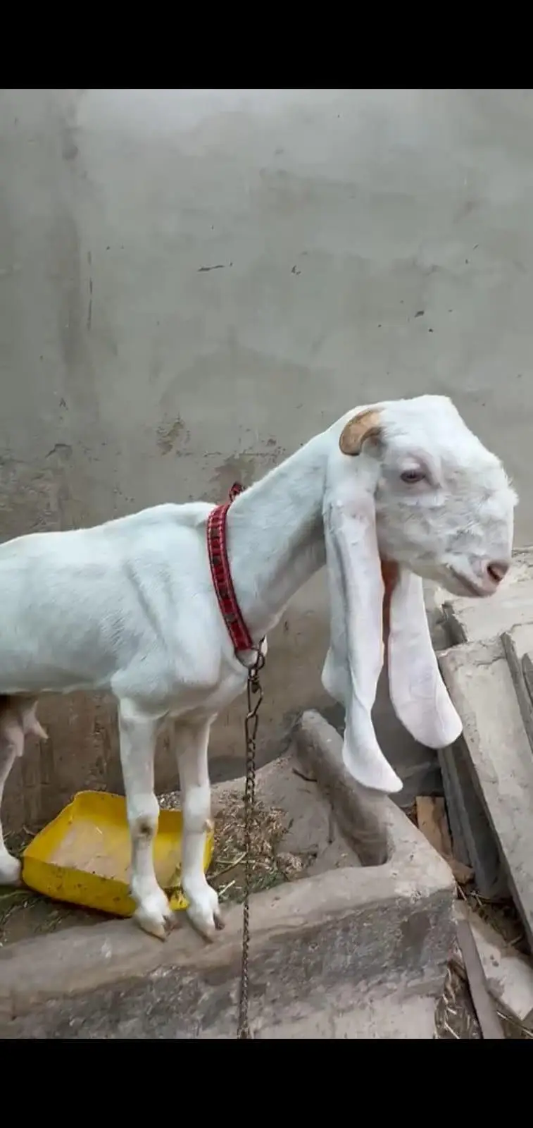 gulabi females for sale 3 month baby goats — photo 4