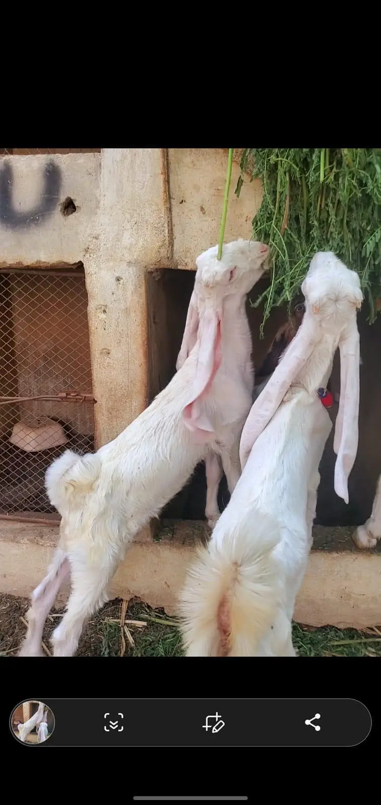 gulabi females for sale 3 month baby goats — photo 5