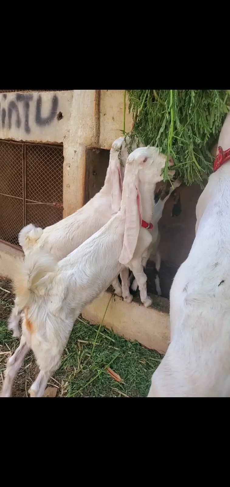 gulabi females for sale 3 month baby goats — photo 6