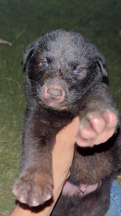 Black colour  triple cout