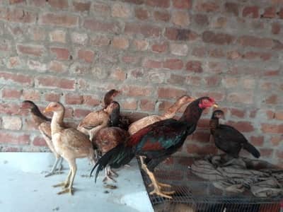 Aseel birds/ hens / murgiyan / murgy