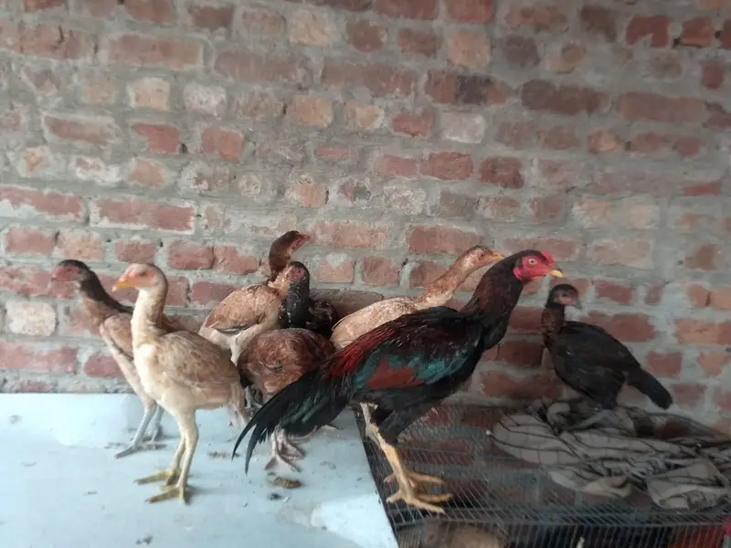 Aseel birds/ hens / murgiyan / murgy