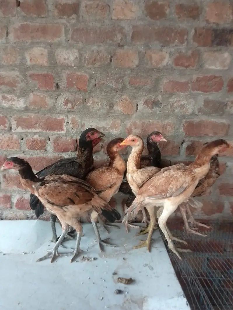 Aseel birds/ hens / murgiyan / murgy — photo 2