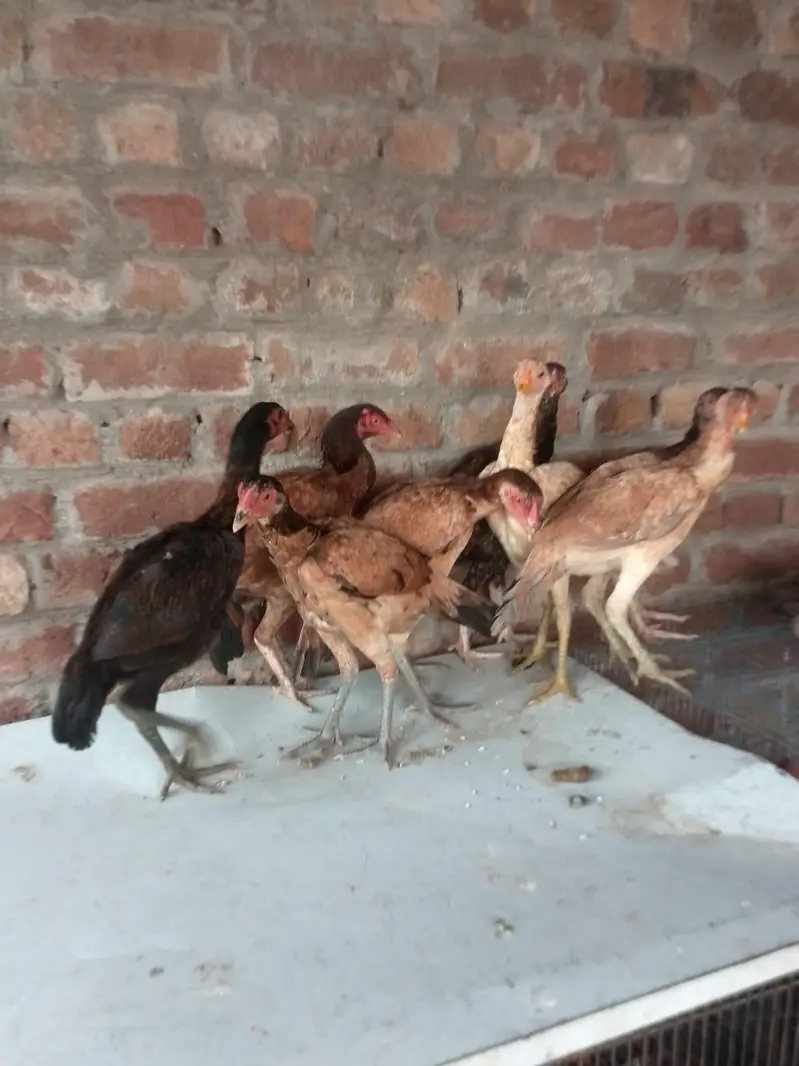 Aseel birds/ hens / murgiyan / murgy — photo 3