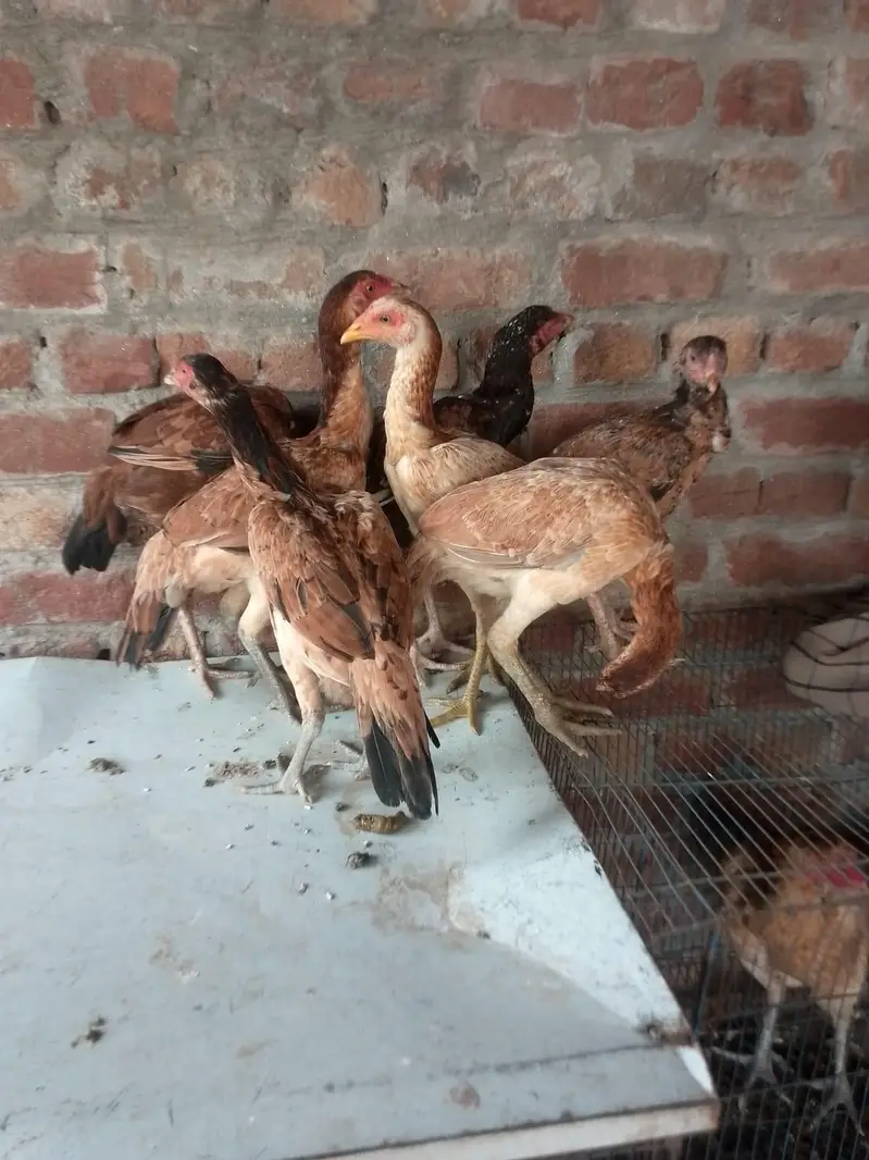 Aseel birds/ hens / murgiyan / murgy — photo 4
