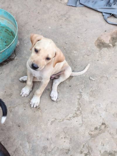 Cute Labrador Cross Puppies for Sale – Healthy & Active