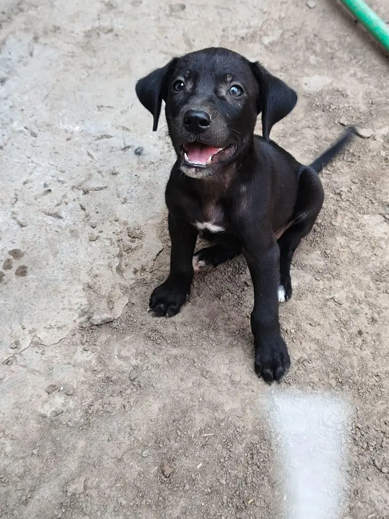 Cute Labrador Cross Puppies for Sale – Healthy & Active — photo 2