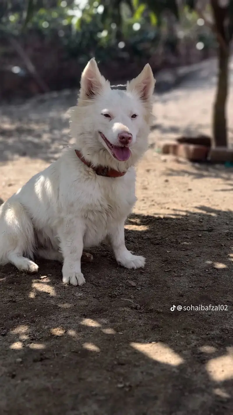 security dog