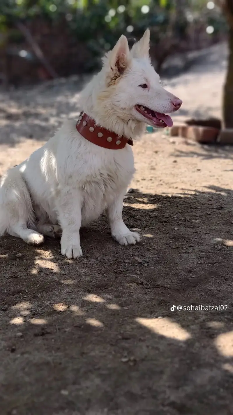 security dog — photo 2