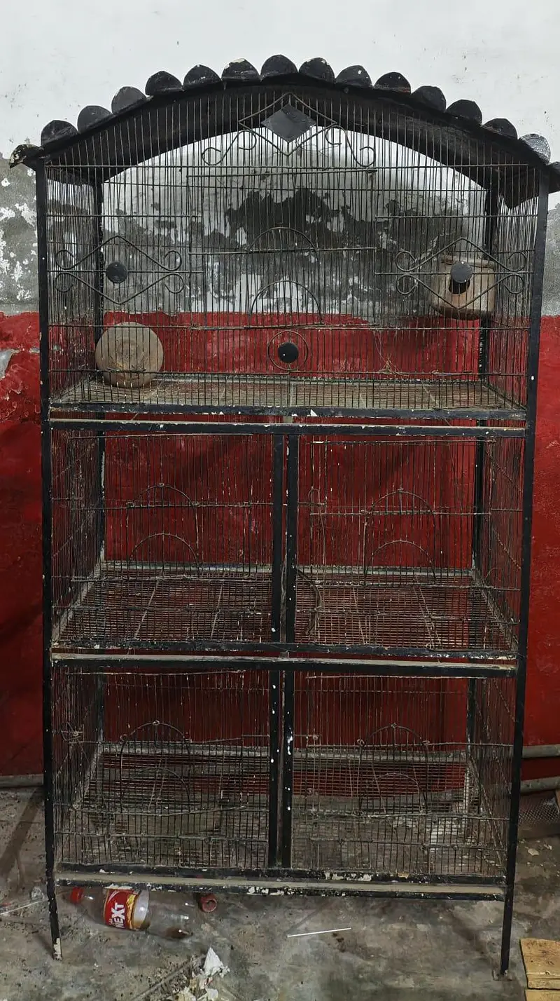 Birds Cage