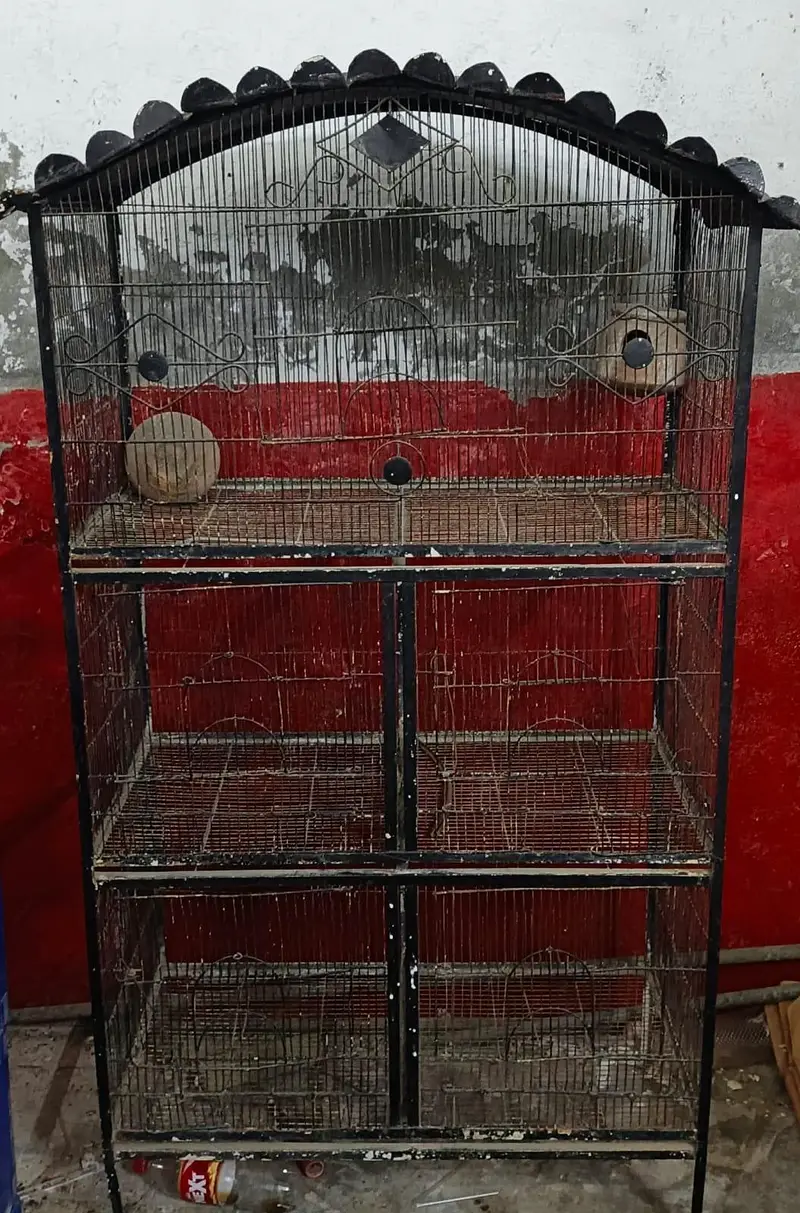 Birds Cage — photo 3