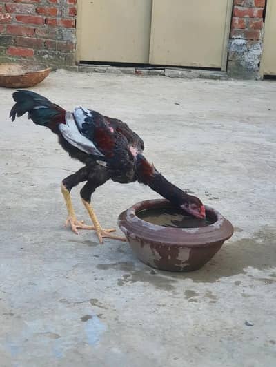 Aseel other male high quality video bi ha urgent sale