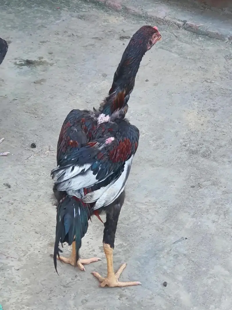 Aseel other male high quality video bi ha urgent sale — photo 2