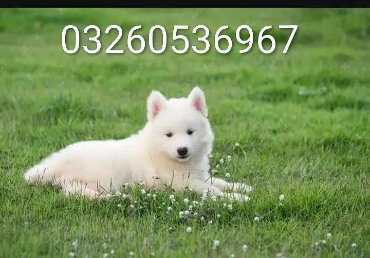 husky puppy dog for sale