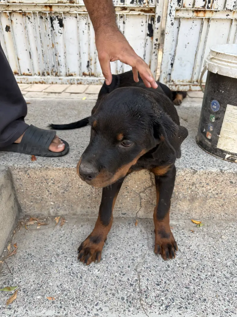Rottweiler puppy for sale