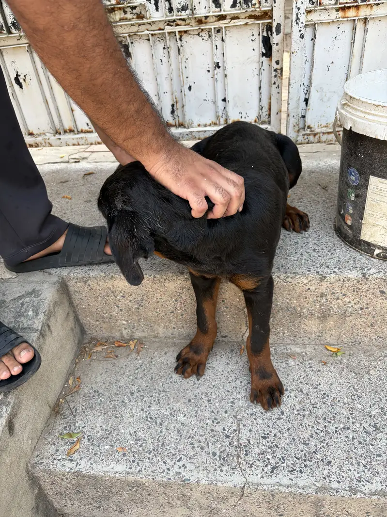 Rottweiler puppy for sale — photo 2