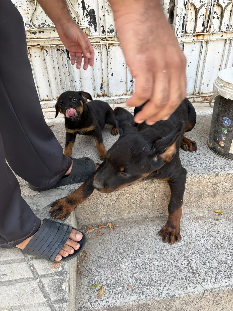 Rottweiler puppy for sale — photo 3